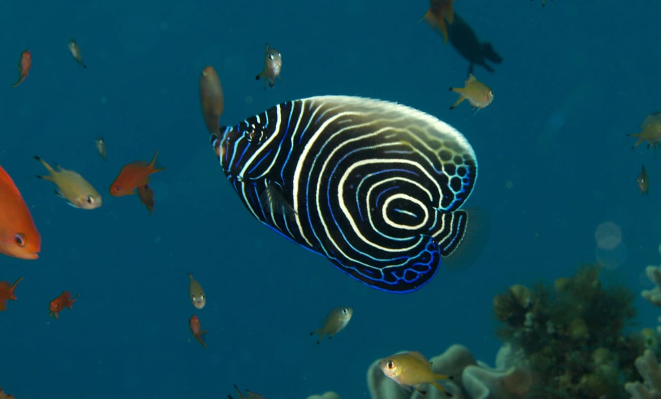 Juvenile angelfish