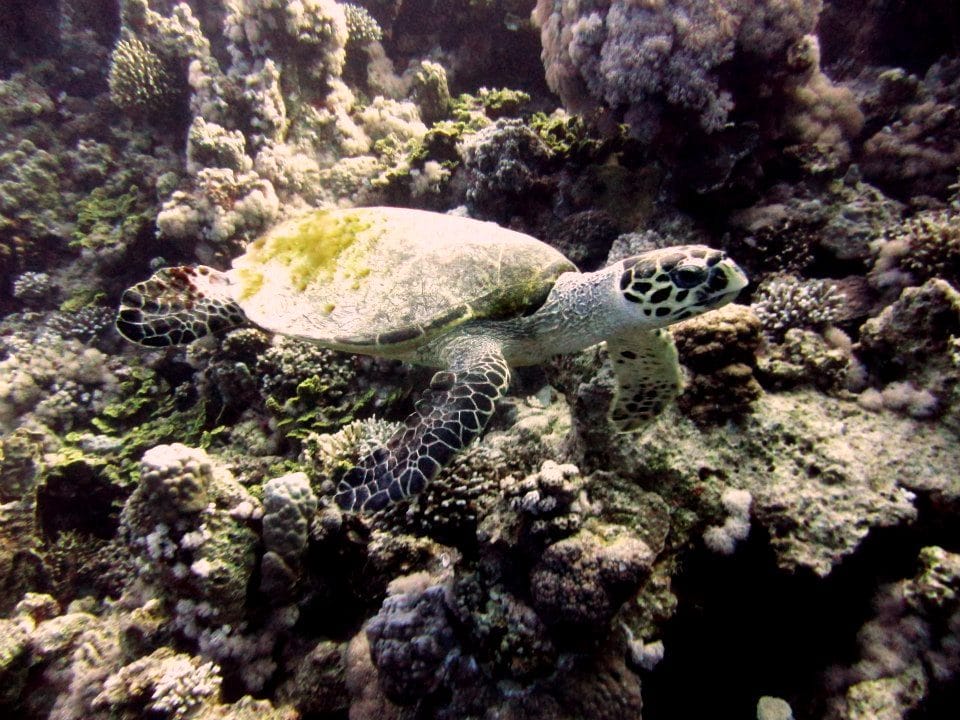 Turtle Diving at R.A.G.