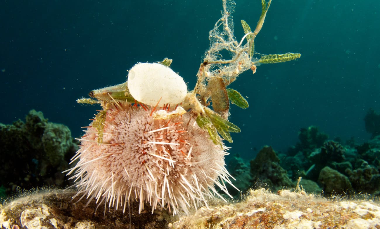 Sea Urchin - by Kjeld Friis