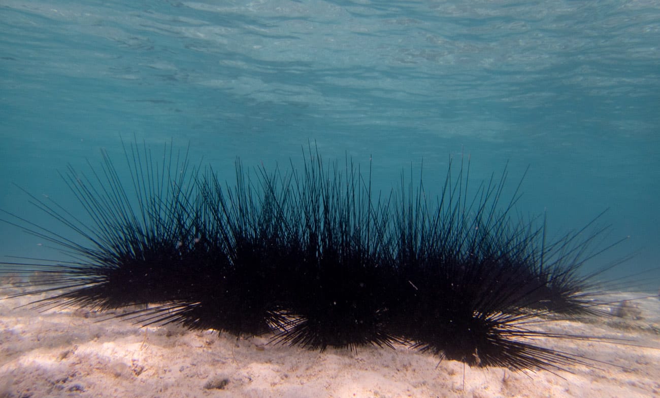 Sea Urchin @ Kjeld Friis