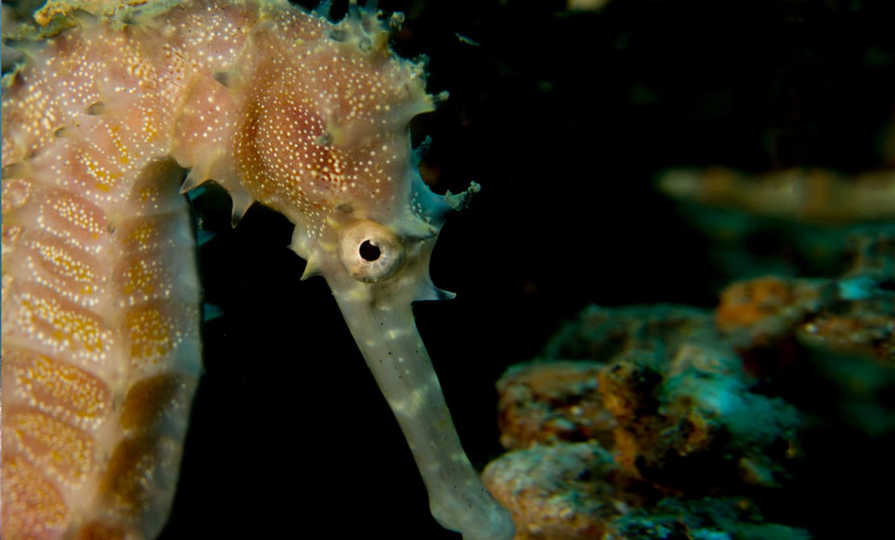 Seahorses at H2O house reef