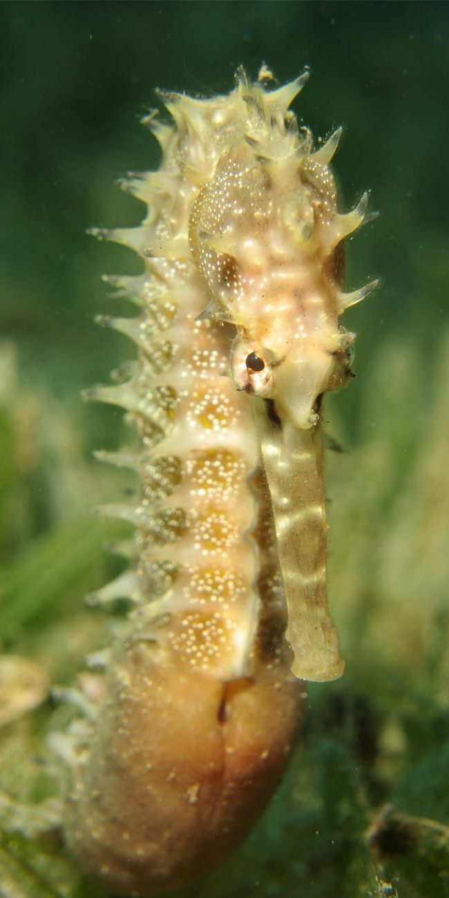 Thorny seahorse in Dahab