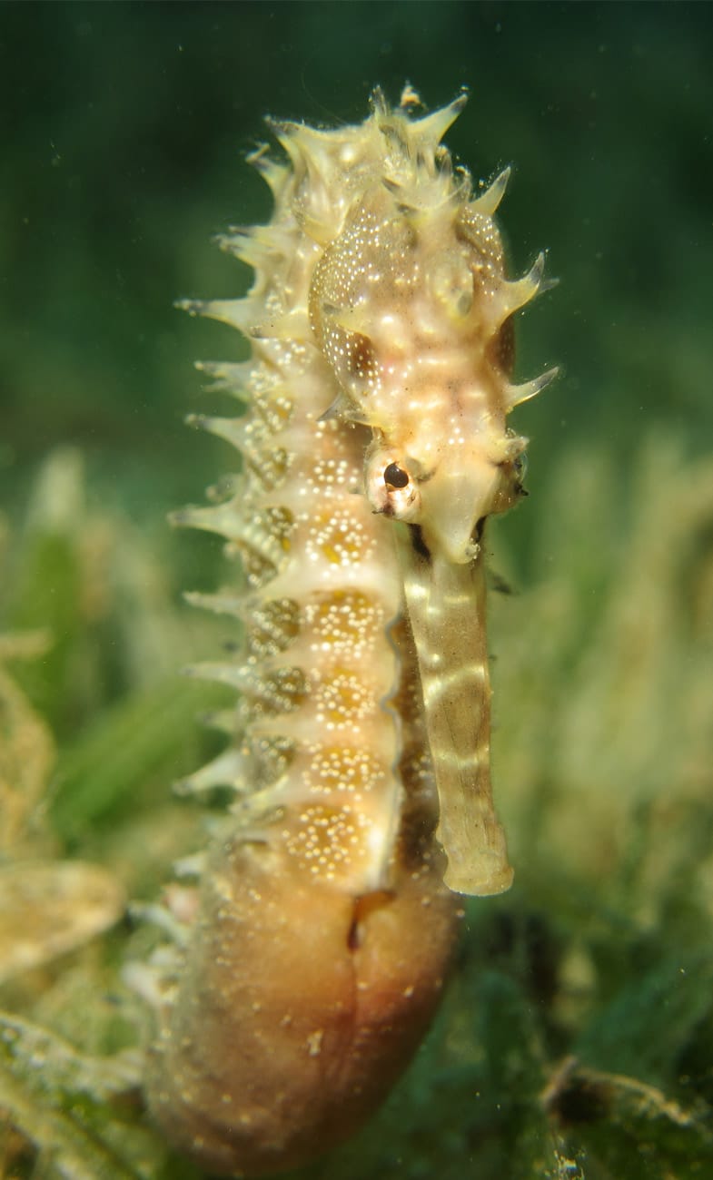 Thorny seahorse in Dahab