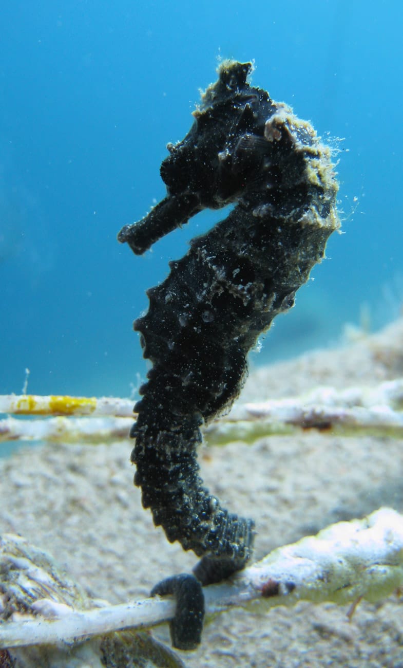 Thorny Seahorse at Bannerfish Bay