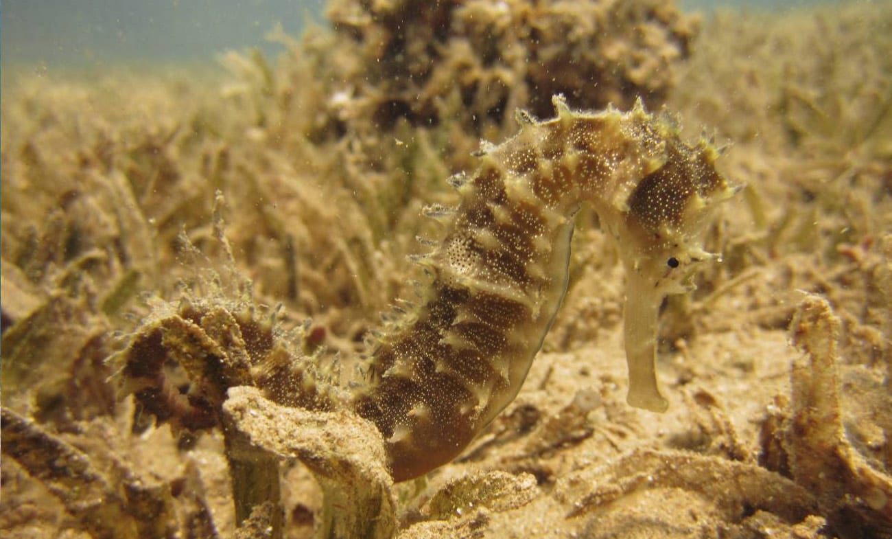 Thorny Seahorsecamuflage