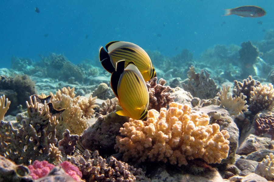 the premium way to dive in Dahab