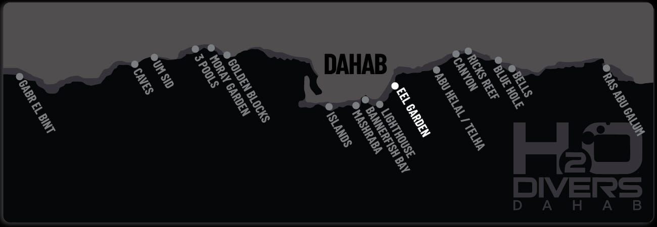Dahab Dive Sites - Eel Garden