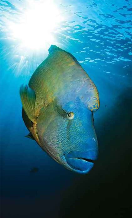 Napoleon wrasse