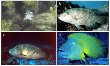 Growth Cycle of Napoleon wrasse