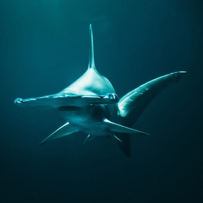 Hammerhead at Tiran Islands