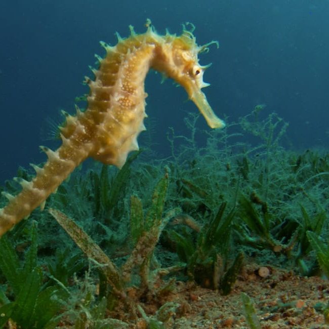 Seahorse at Bannerfish Bay, H2O dive center house reef