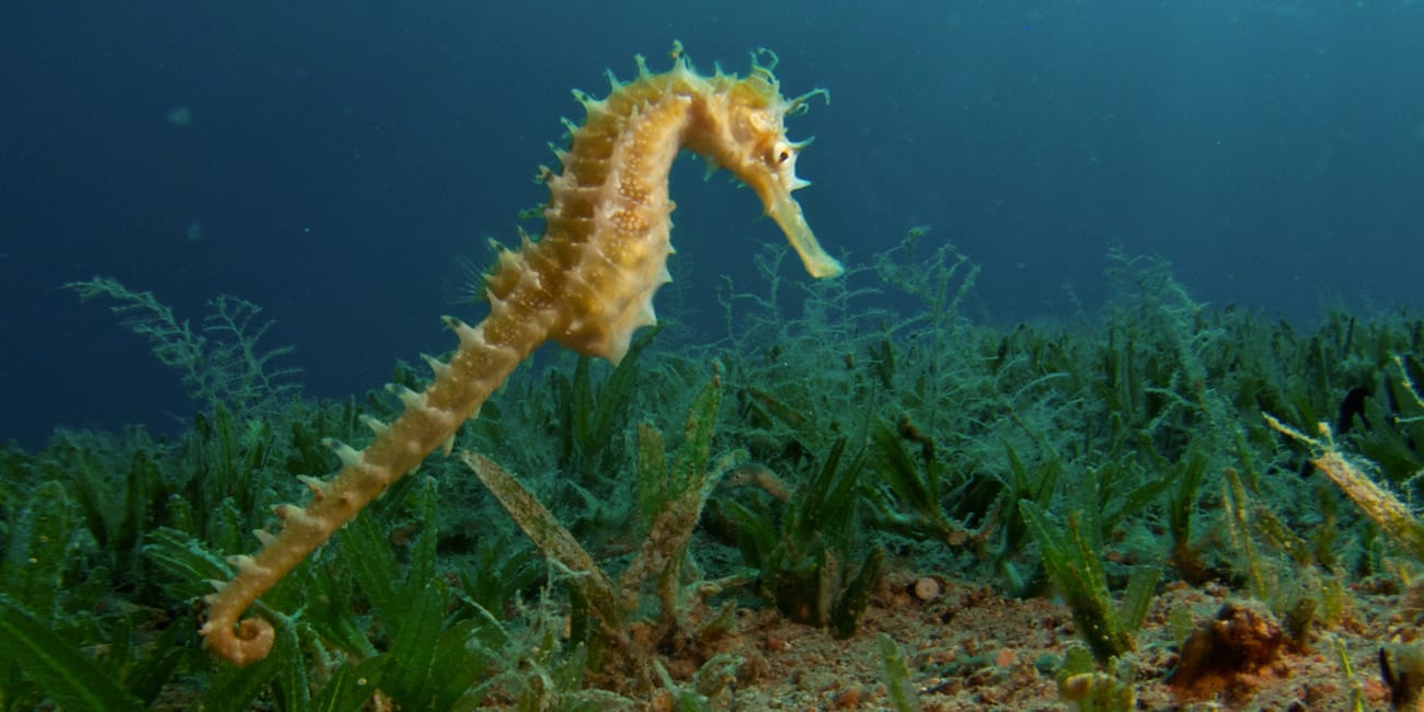 Seahorse at Bannerfish Bay, H2O dive center house reef