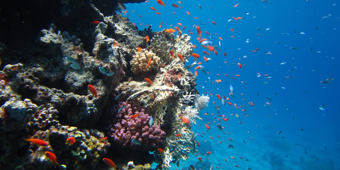 Eel Garden dive with H2O Divers Dahab