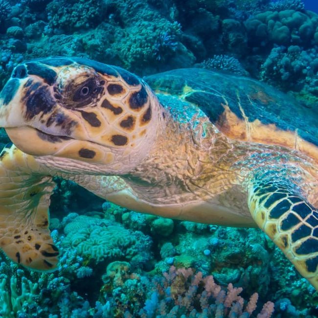 Turtle at the Lighthouse Dahab