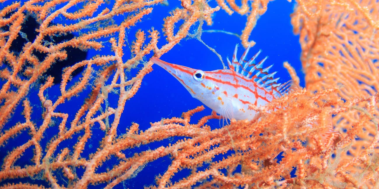 Amazing corals at Southern Oasis Dahab