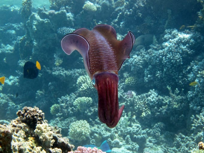 dive-sites-threepools-01 Squid at Three Pools, Dahab site