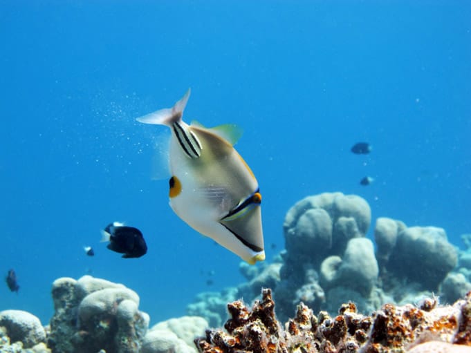dive-sites-threepools-02 Picasso fish at Dahab Dive Sites