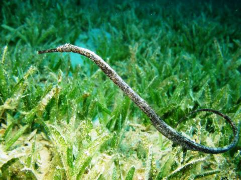 Double ended Pipefish at Bannerfish bay, Dahab