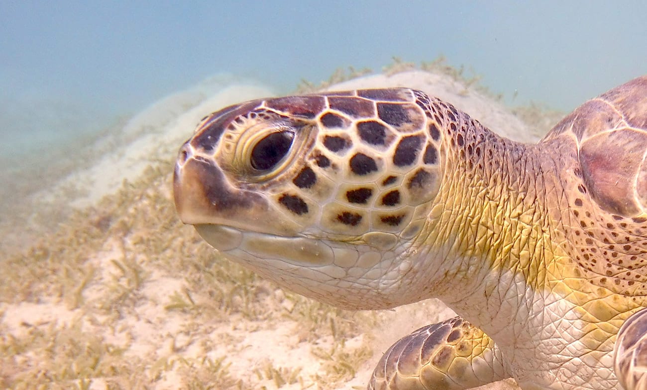 HEPCA Turtle Watch