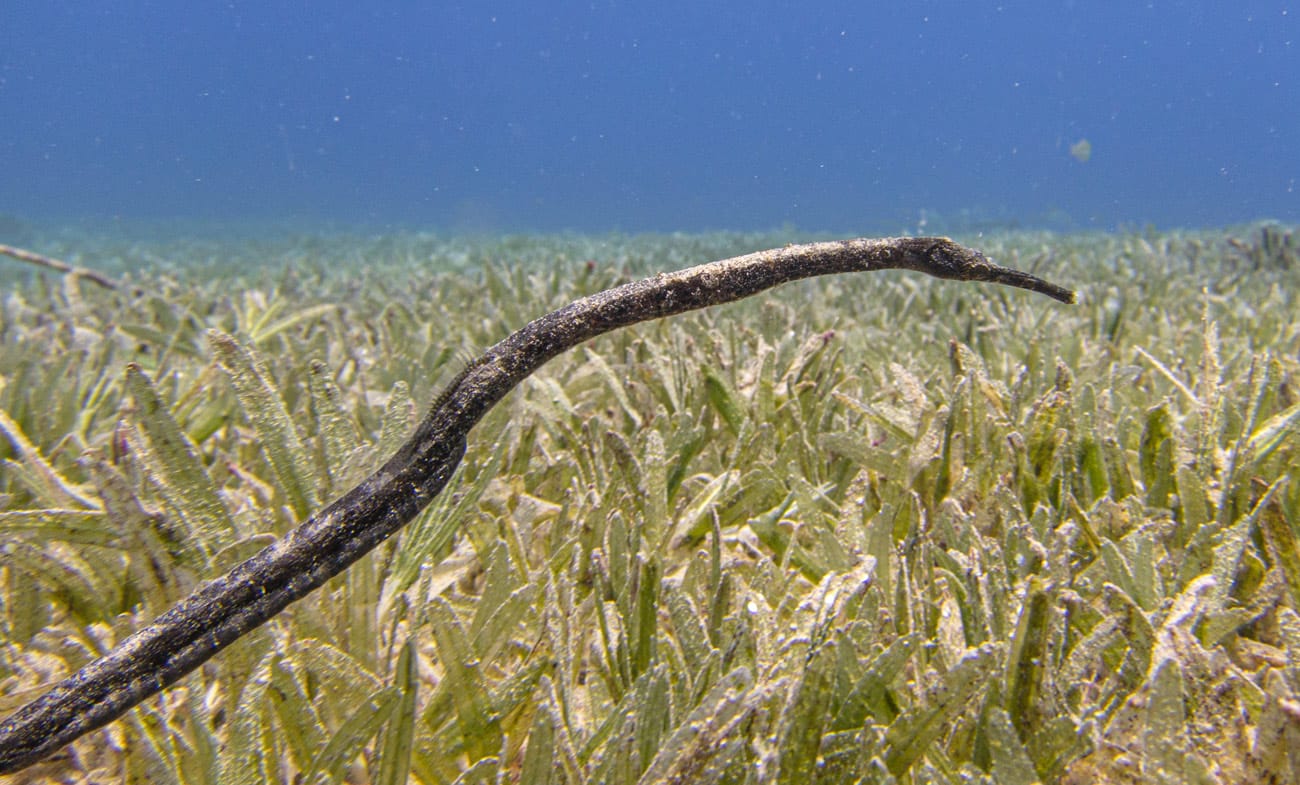 Double-ended pipefish @ Kjeld Friis