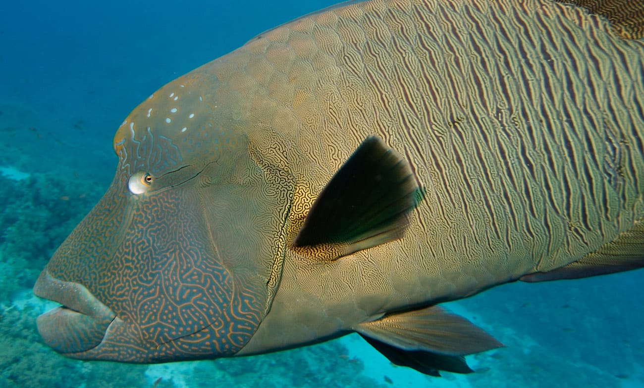 Napoleon Wrasse @ Kjeld Friis