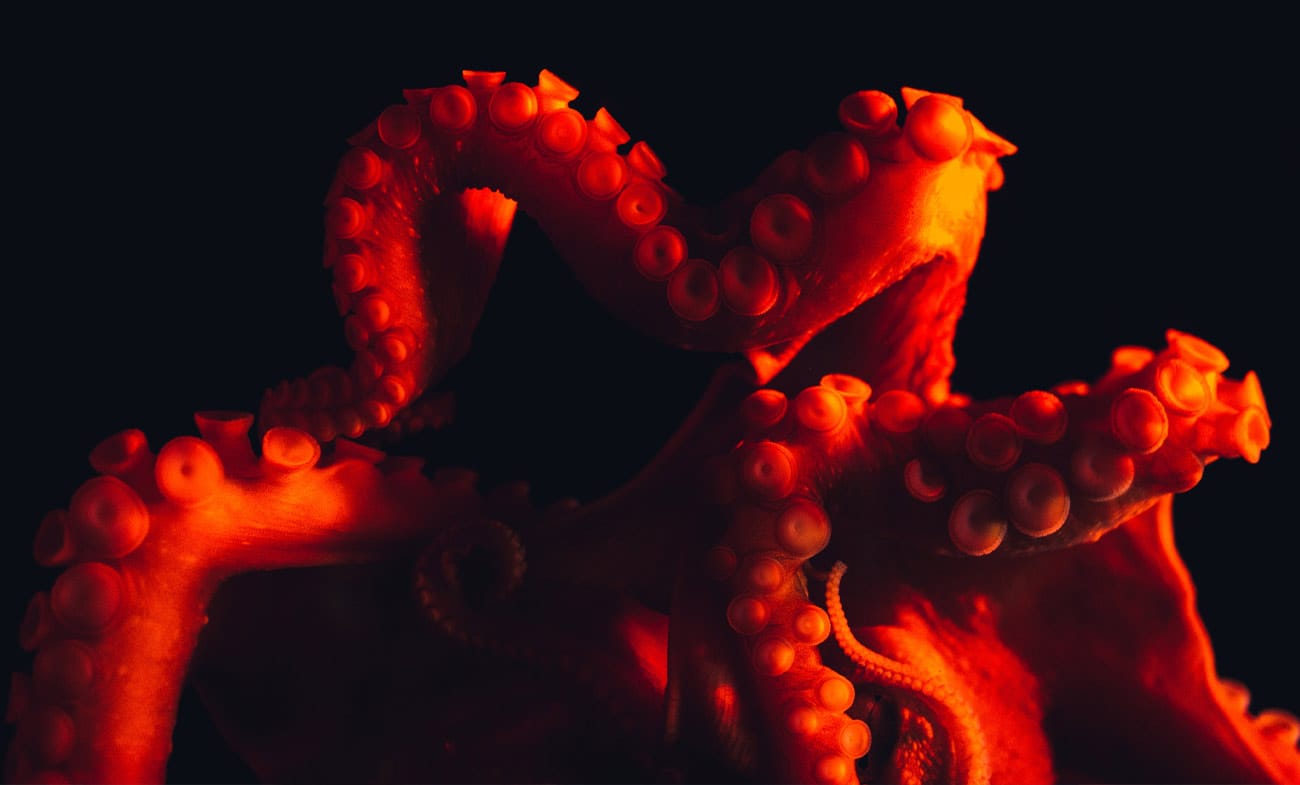 Onto octopuses octopi octopodes
