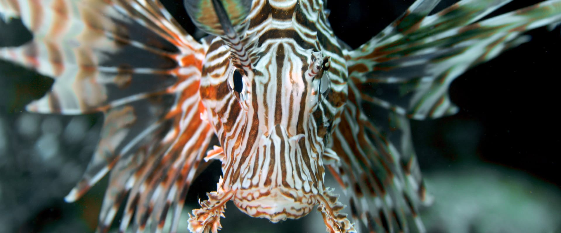 Lionfish in Dahab Red Sea