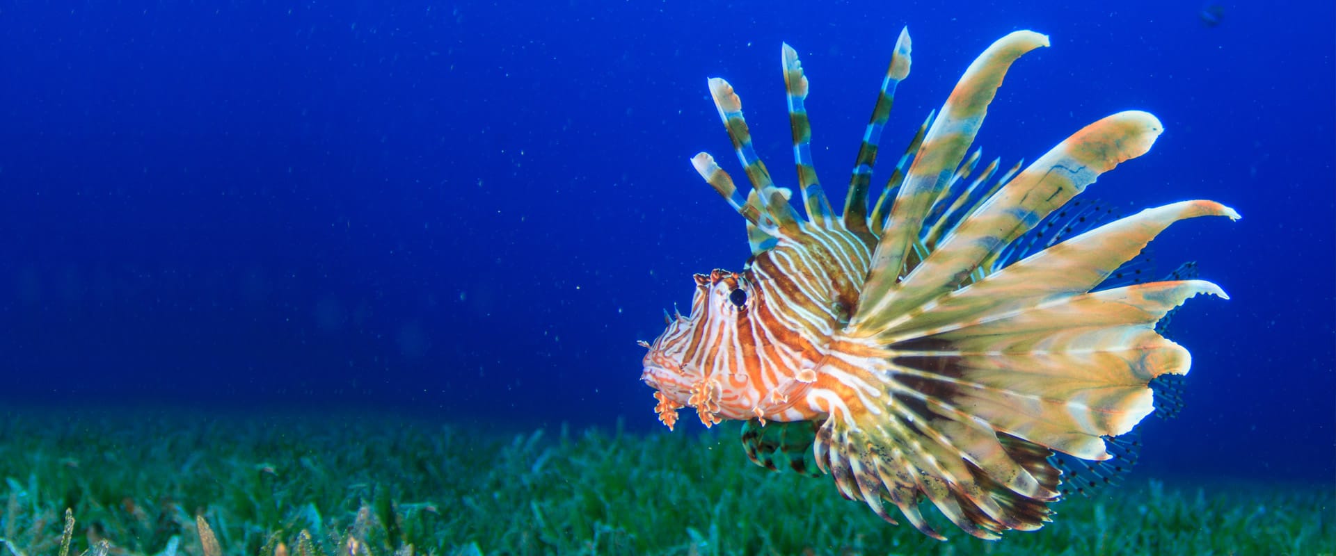Lionfish with H2O Divers Dahab