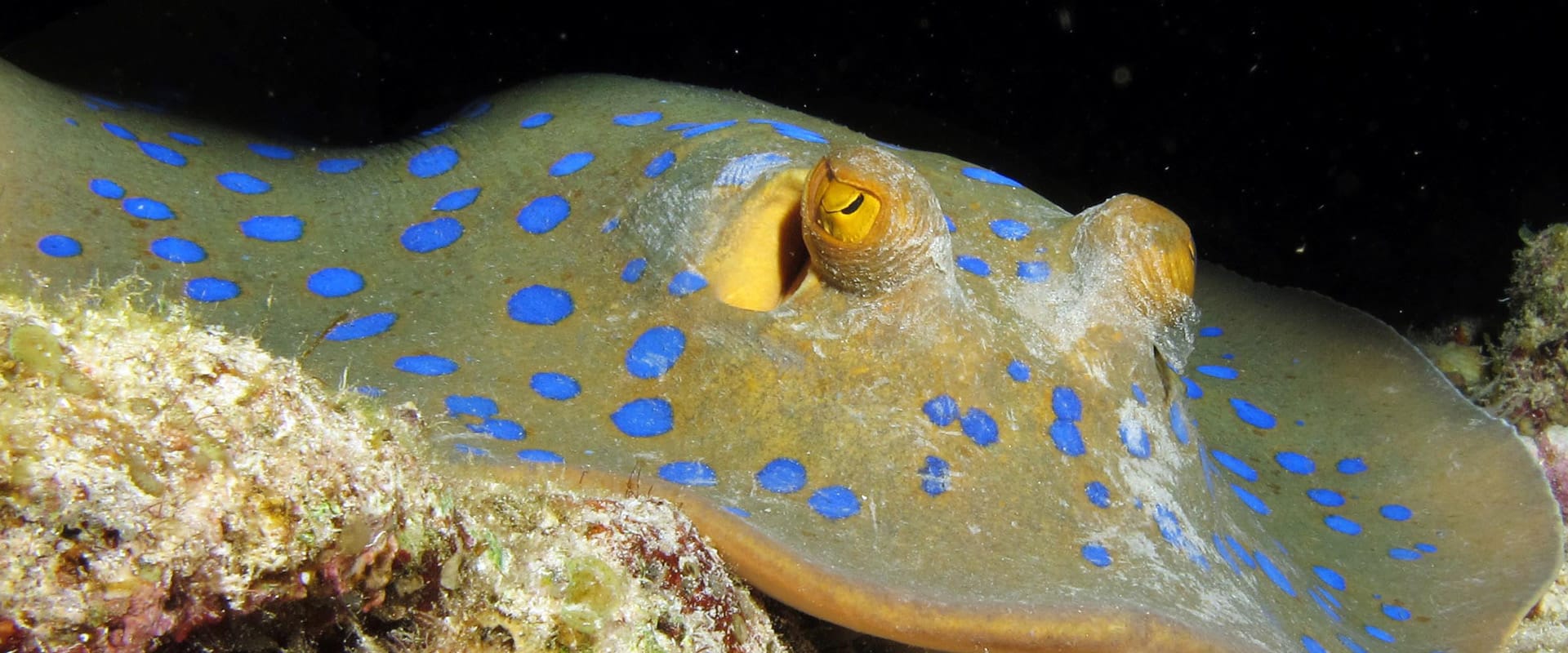Blue spotted stingray in a night dive with H2O Divers Dahab