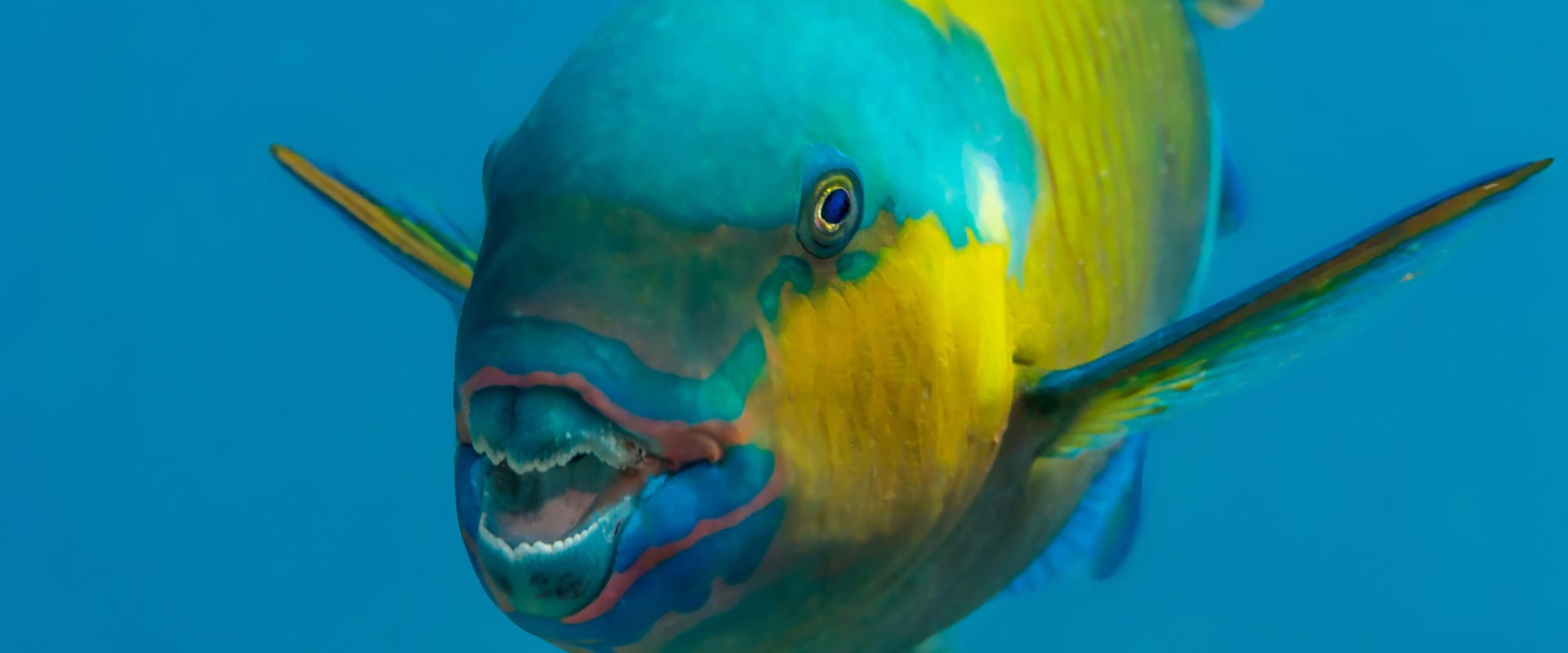 Parrotfish with H2O Divers Dahab